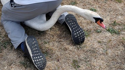 Queen's birds counted in annual 'Swan upping'