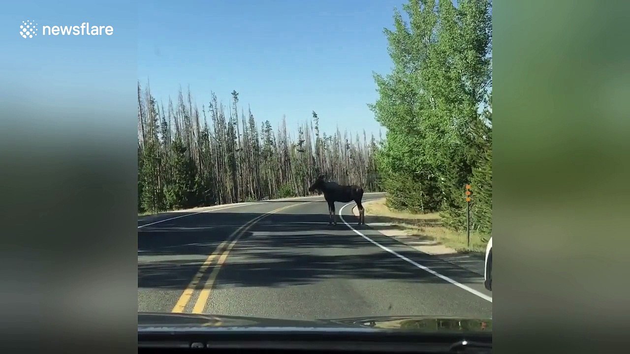 ‘Where’s the baby?’: Young moose appears on cue when family wonders where it is