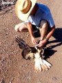 Four-Foot Long Bull Snake Chokes Hawk