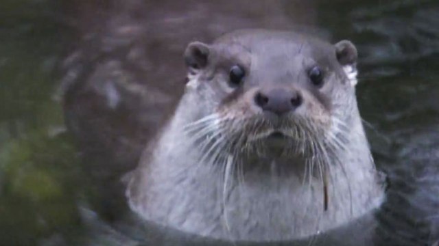 [현장24] 천연기념물 수달 로드킬...주의표지판도 없는 생태도로 / YTN