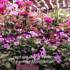 This underground farm in NYC doesn’t use soil or sunlight to grow its delicious crops 