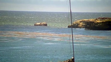 53 Year Old Santa Cruz Surfer Slams Cliff in Horrific Accident