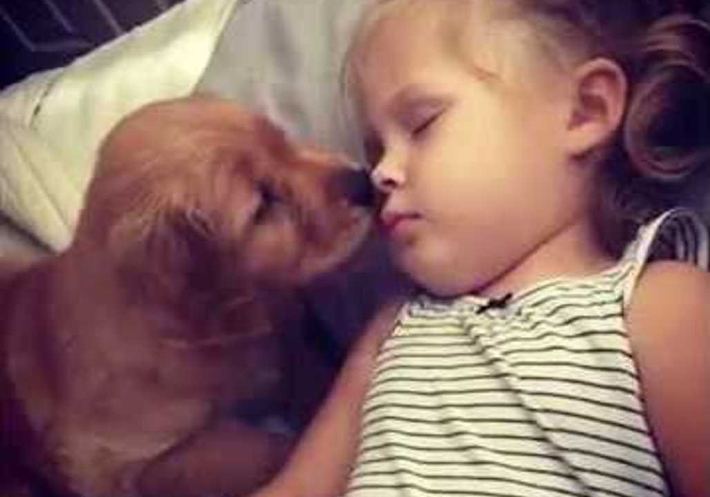 Adorable Puppy Gently Tries to Wake Up Her Sleeping Owner
