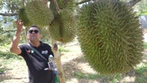 Bumper harvest, so Karak orchard throws a durian party