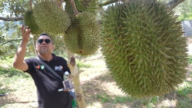 Bumper harvest, so Karak orchard throws a durian party