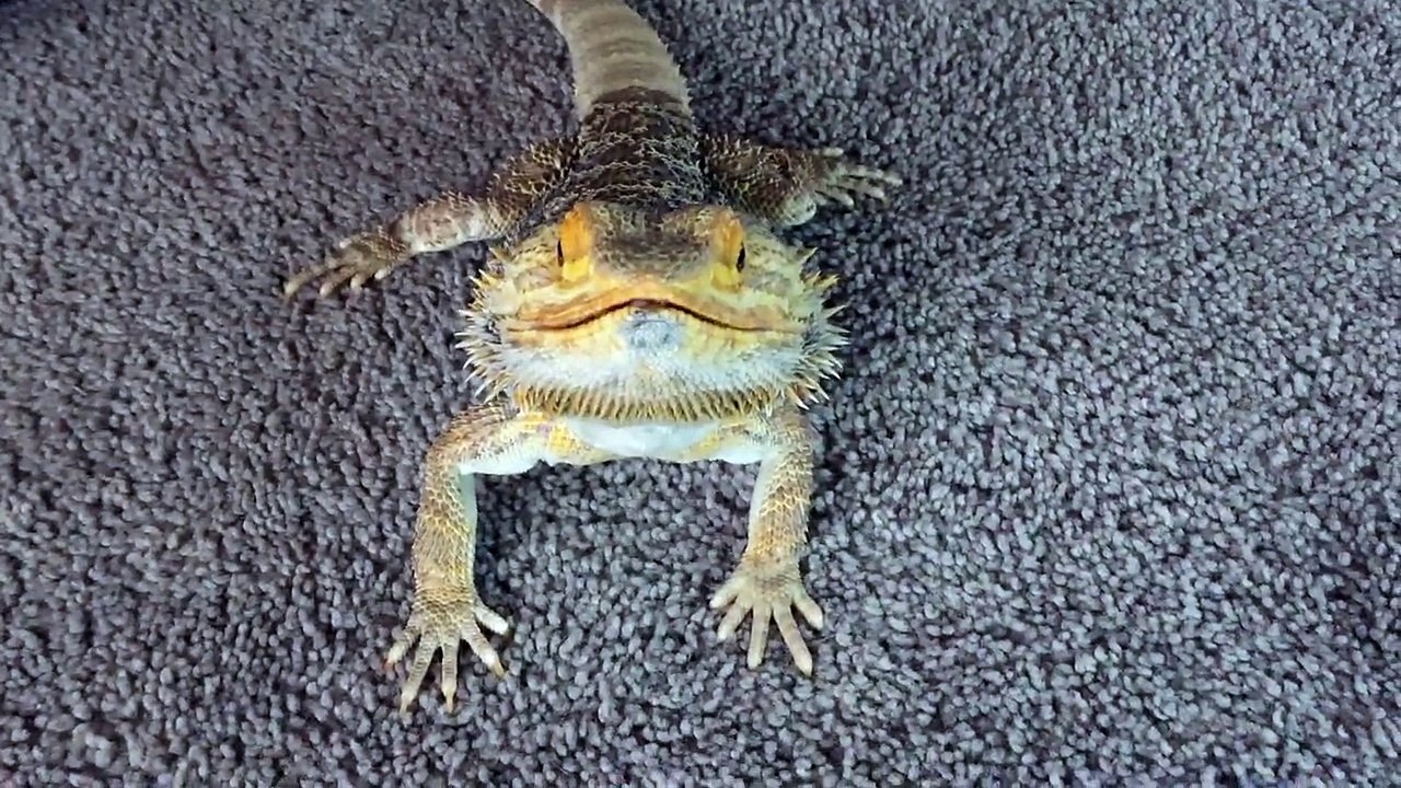 Bearded Dragon tries to wave to the camera