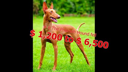 Top10 most expensive love dogs in the world #2018