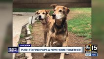 Dogs looking for forever home after nearly 10-years of living in shelters and foster homes