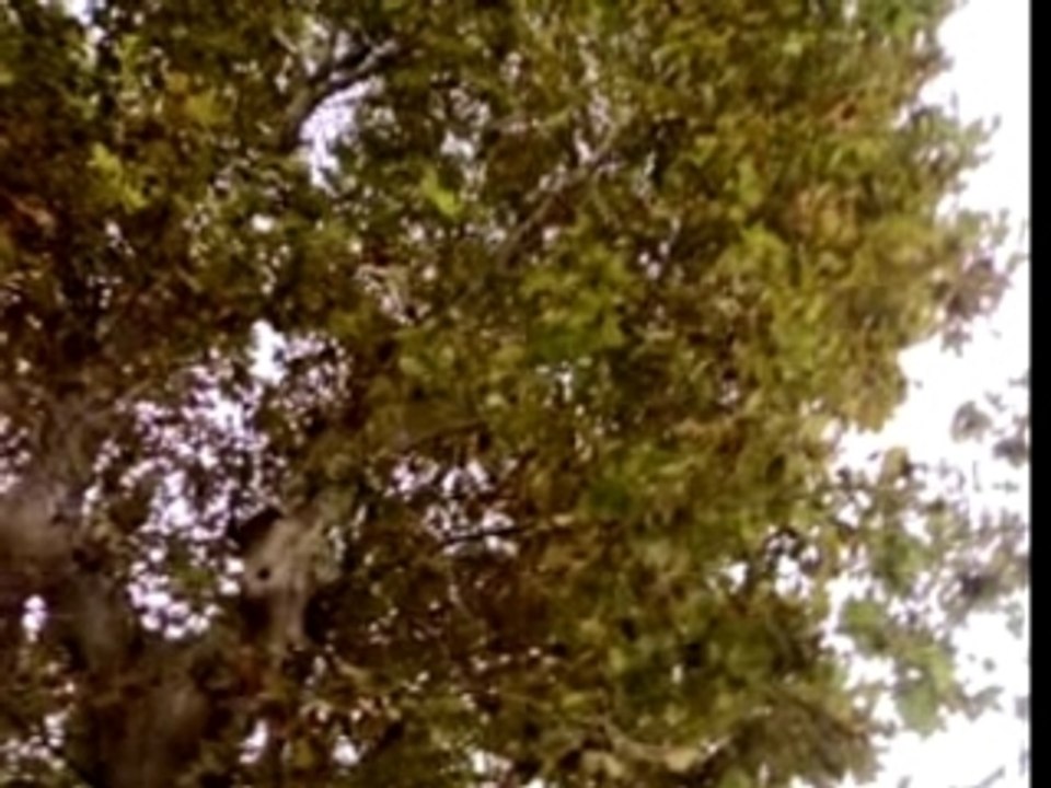 Les Oiseaux