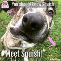 A Pup Named Squish has had a long journey but we are so happy about where he ended up! 