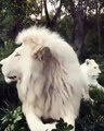WHITE LION Special Animal`sPlease say something about this videoPlease Post where you're from so i can track how far the video going...?Thankyou