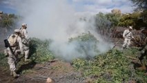 Fuerzas Armadas mexicanas destruyen tres hectáreas de plantíos de marihuana