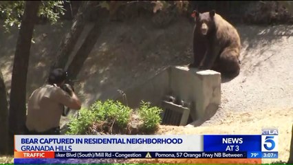 Descargar video: Bear Captured After Roaming Through Los Angeles Neighborhood