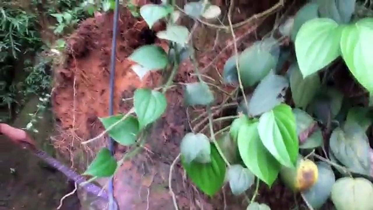 A operation to rescue 37 snakes with mother