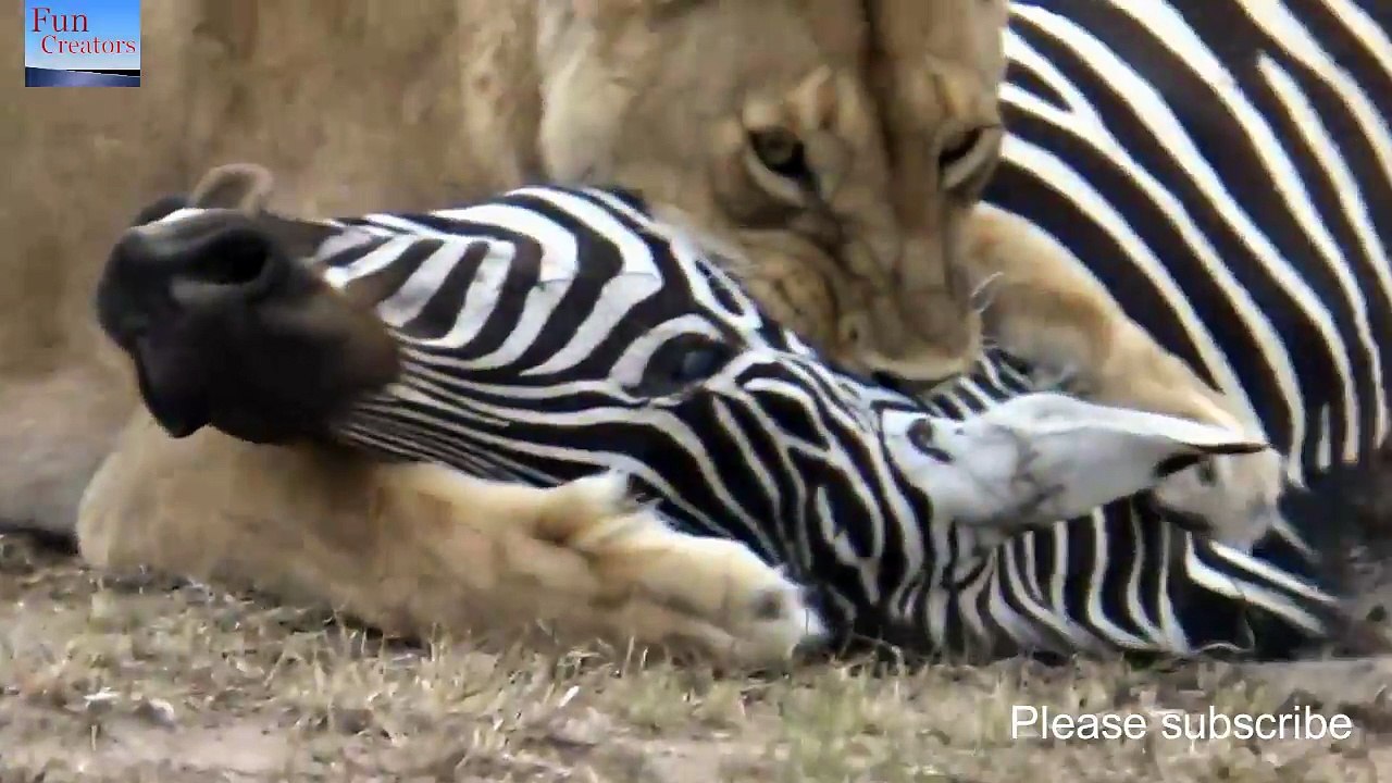 Lion Attacks Zebra - 1.1