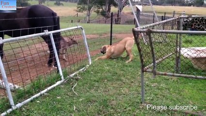 Kangaroo Playing With Dog & Mother.1
