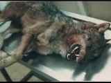 loup tué par la main de l'homme