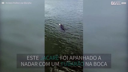 Jacaré é filmado a nadar com um tubarão na boca
