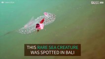 Mysterious alien-like sea creature with transparent body spotted