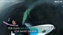 Duas baleias belugas surpreendem surfista