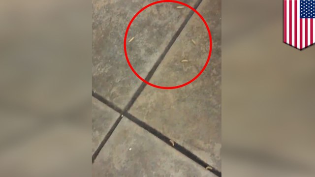 Woman finds 'hundreds' of maggots on hotel floor