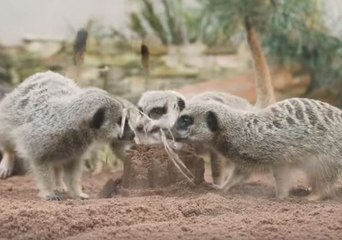 Download Video: Adorable Taronga Zoo Meerkats Play With Sandcastles