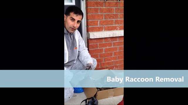 Pest Control Markham - Baby Raccoon Removal