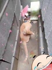 Cute cat  busy licking his body