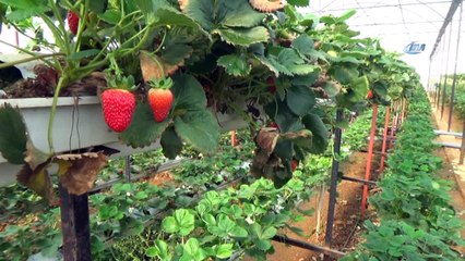 Turizm sektörünü bıraktı, memleketinde toprak kullanmadan çilek yetiştiriyor