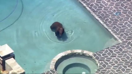 Ayının Havuz Keyfi