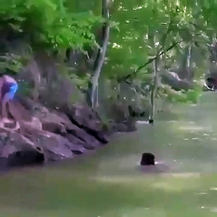 Il se fait poursuivre par un crocodile.