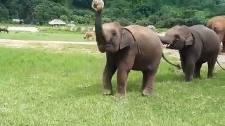 Baby elephant playing football with his best friend