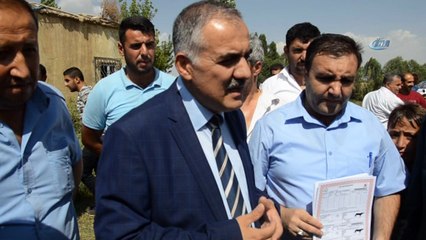 Muş'ta damızlık manda dağıtımı