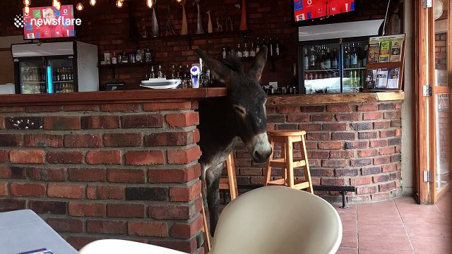 Donkey casually strolls around in local South African pub