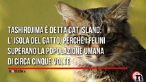 Tashirojima, l'isola giapponese abitata dai gatti - Notizie.it