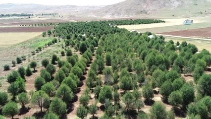 Aç Ayılar Vişne Bahçesini Talan Etti...zarar Gören Ağaçlar Havadan Görüntülendi