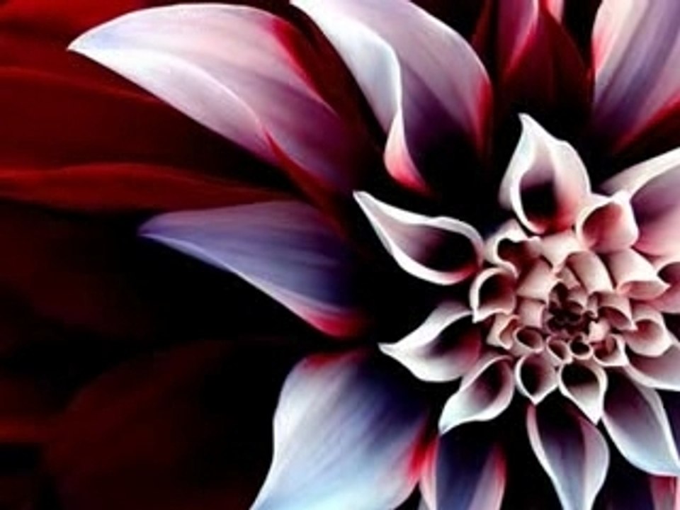 Hamza Robertson - Your Beauty  with  lyrics