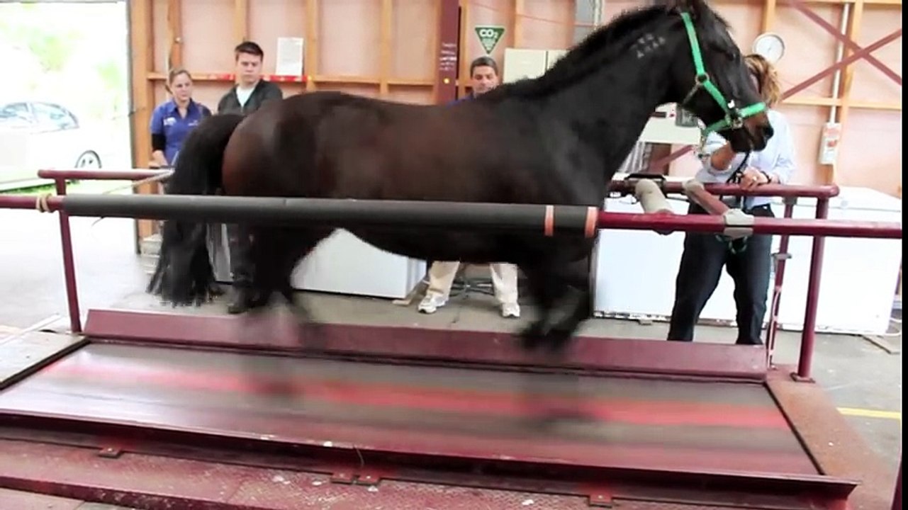Horse_on_a_treadmill