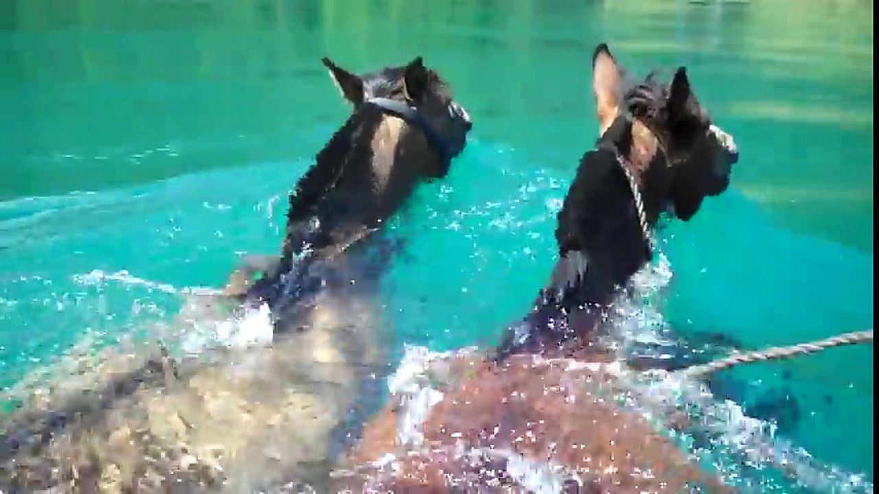 Horse_riding_Patagonia._Swimming_across_rivers_.
