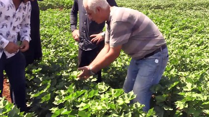 Sıcak hava en çok 'beyaz altına' yarıyor - ŞANLIURFA