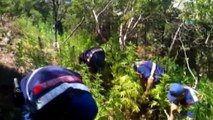 Ormandaki hortumu takip eden jandarma iki kenevir tarlasını ortaya çıkardı- Jandarma ekiplerinin düzenlediği operasyonda 3 bin 279 kök kenevir ve 3,5 kilo esrar maddesi ele geçirildi