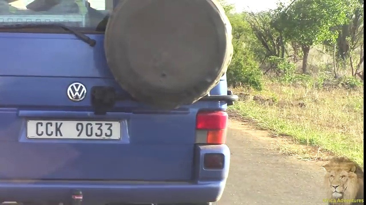 Lions_Kill_Buffalo_In_Road_Causing_Traffic_Chaos_In_Kruger_Park