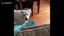 This dog is hilariously terrified of inanimate objects