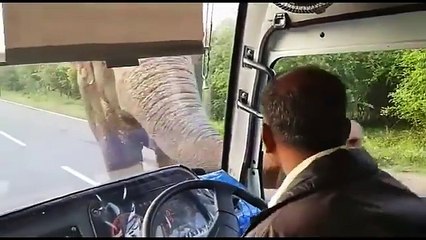 Un éléphant malin  prend sa commission dans un bus