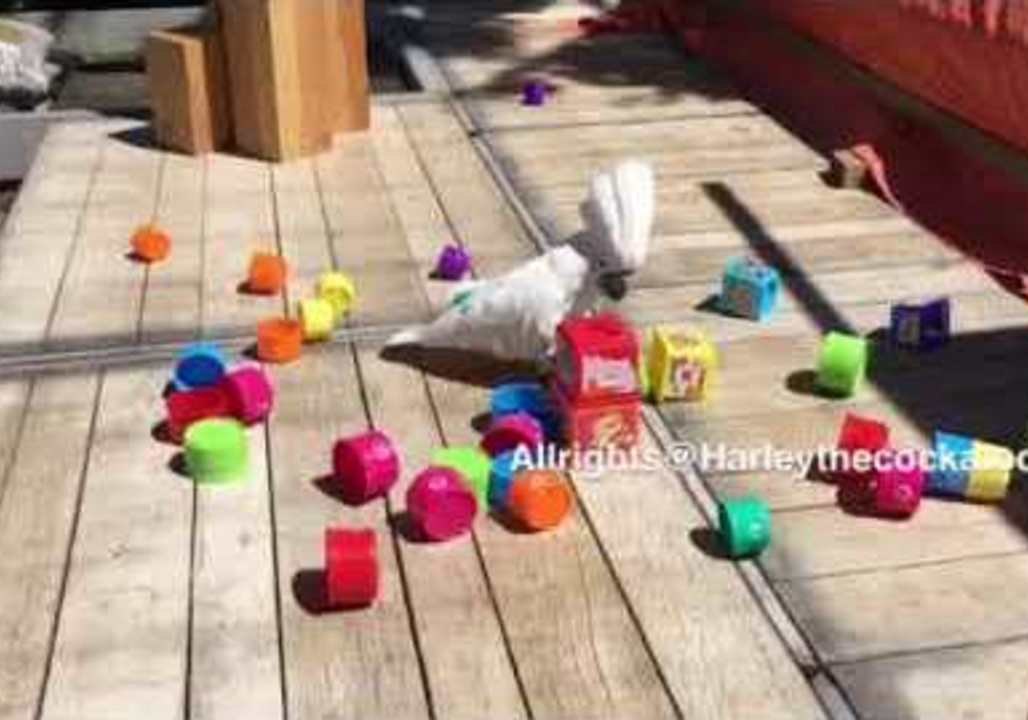 Carnage Reigns as Cockatoo Attacks Plastic Tower Block