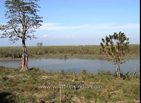 Wild Asian water buffalo at Kaziranga National Park