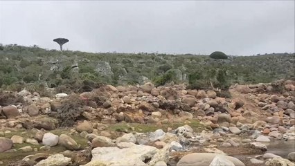 لماذا يشتري الإماراتيون أراضي جزيرة سقطرى؟