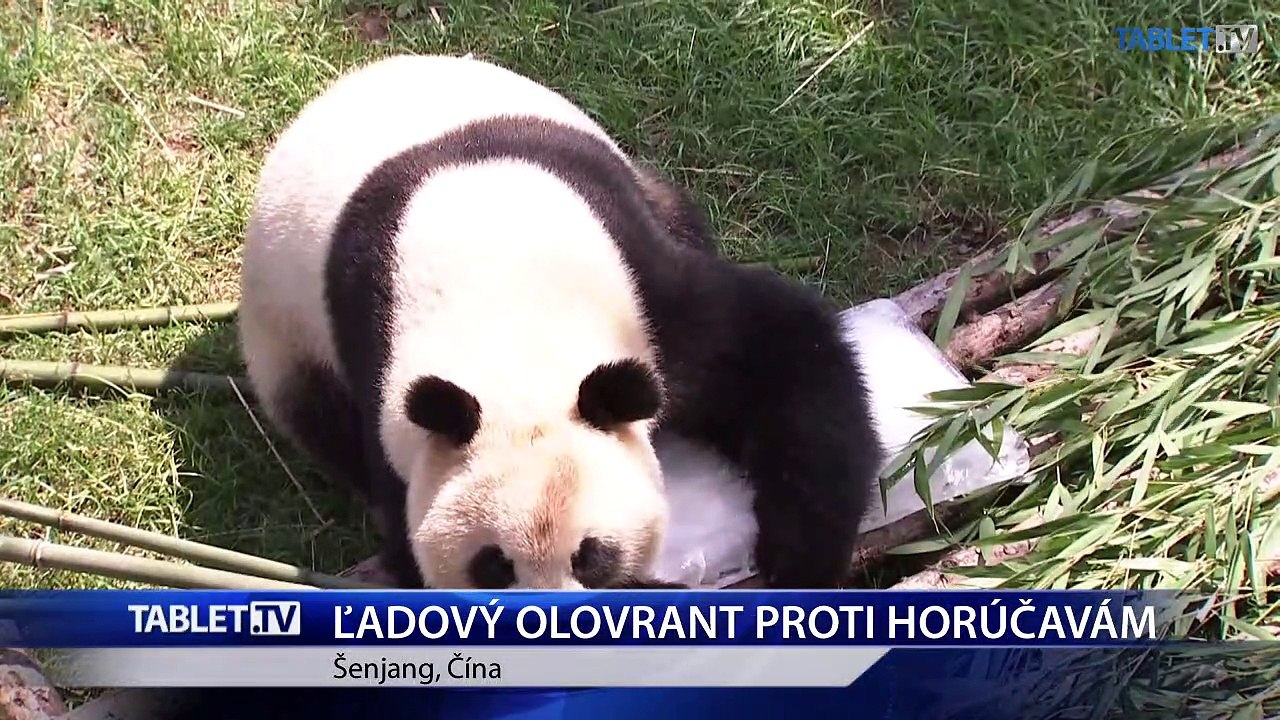Ľadové ovocie a nanuky dávajú pandám, aby prežili horúčavy