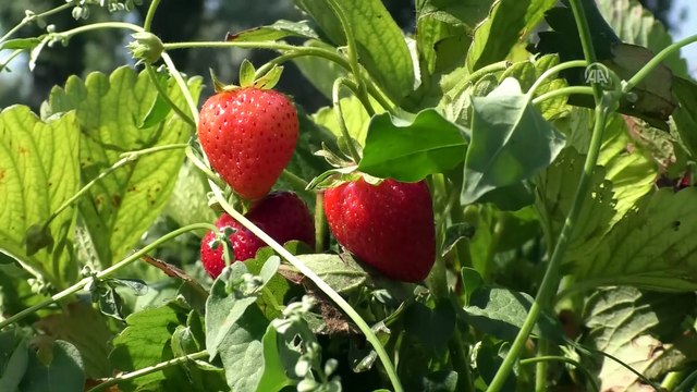 Köyünden göçü engellemek için çilek üretimine başladı - YOZGAT
