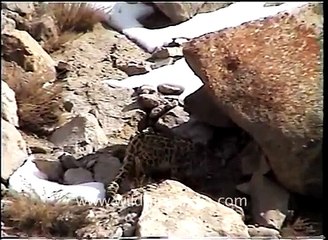 Snow Leopard at its Yak kill